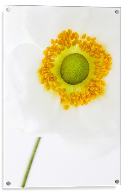 Anemone hupehensis (Japanese Windflower) Close up Acrylic by John Edwards