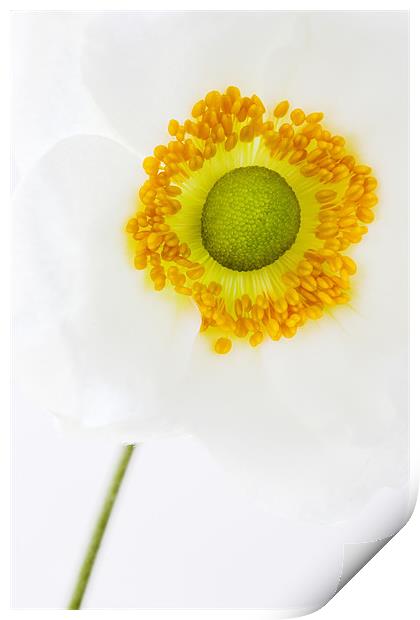 Anemone hupehensis (Japanese Windflower) Close up Print by John Edwards