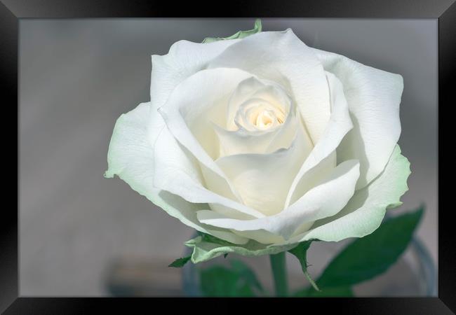 White rose Framed Print by Ankor Light