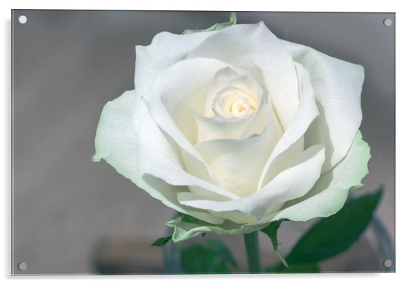 White rose Acrylic by Ankor Light