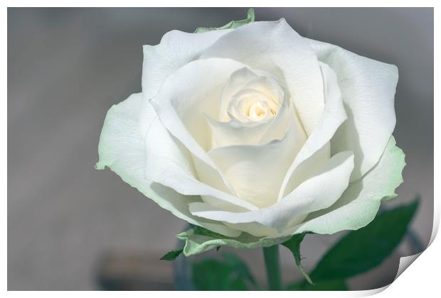 White rose Print by Ankor Light