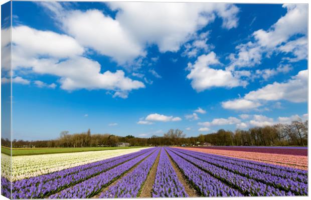Multicolor hyacinth field Canvas Print by Ankor Light