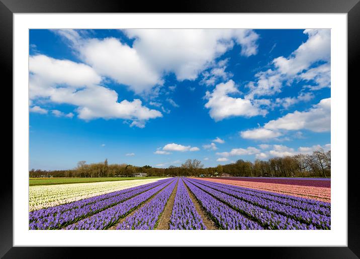 Multicolor hyacinth field Framed Mounted Print by Ankor Light