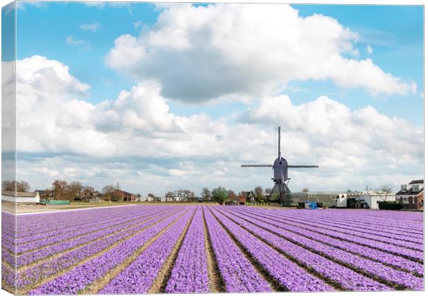 Multicolored hyacinth and tulip field Canvas Print by Ankor Light