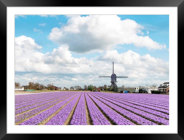 Multicolored hyacinth and tulip field Framed Mounted Print by Ankor Light