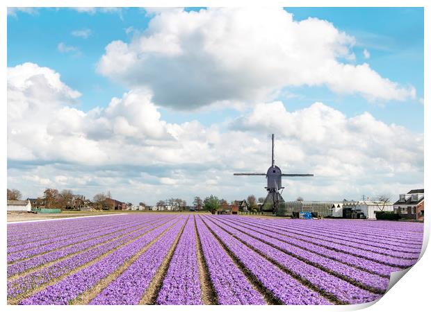 Multicolored hyacinth and tulip field Print by Ankor Light