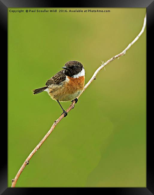 Stonechat Framed Print by Paul Scoullar