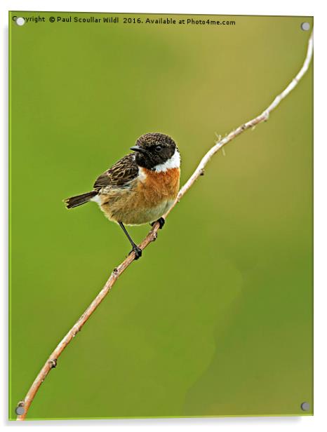 Stonechat Acrylic by Paul Scoullar