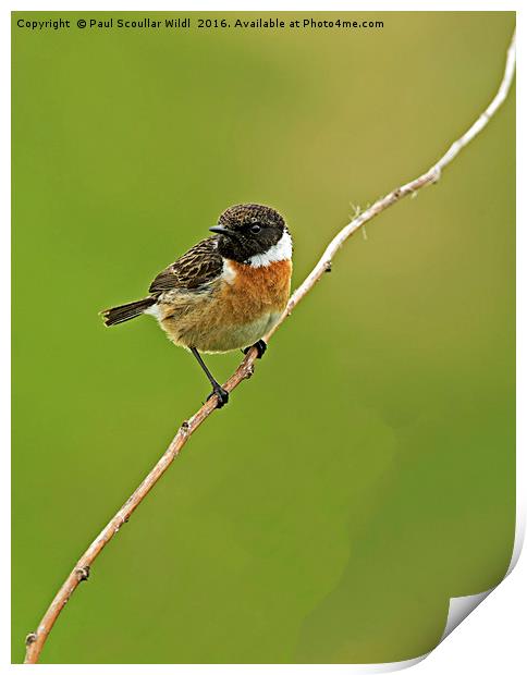 Stonechat Print by Paul Scoullar