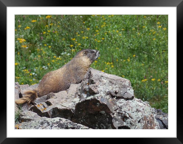 Colorado marmot Framed Mounted Print by JUDY LACEFIELD