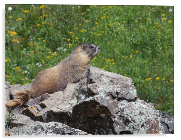 Colorado marmot Acrylic by JUDY LACEFIELD