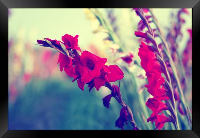 Gladiolus communis Framed Print by Tanja Riedel