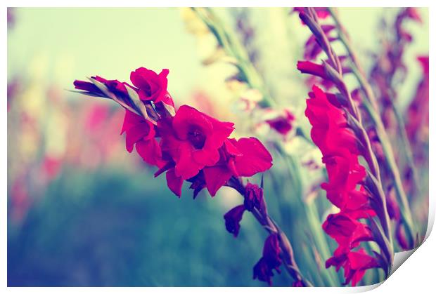 Gladiolus communis Print by Tanja Riedel