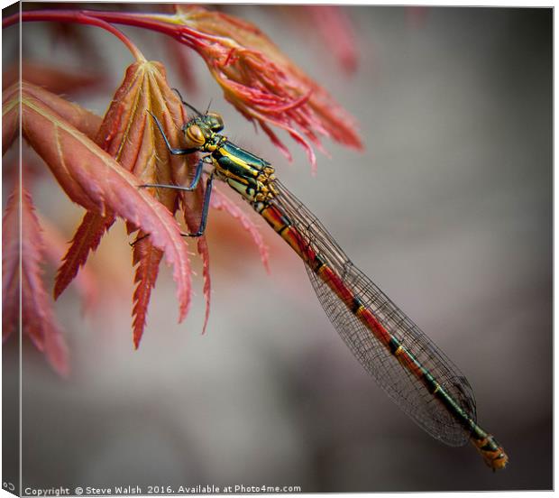 Red damsel fly Canvas Print by Steve Walsh