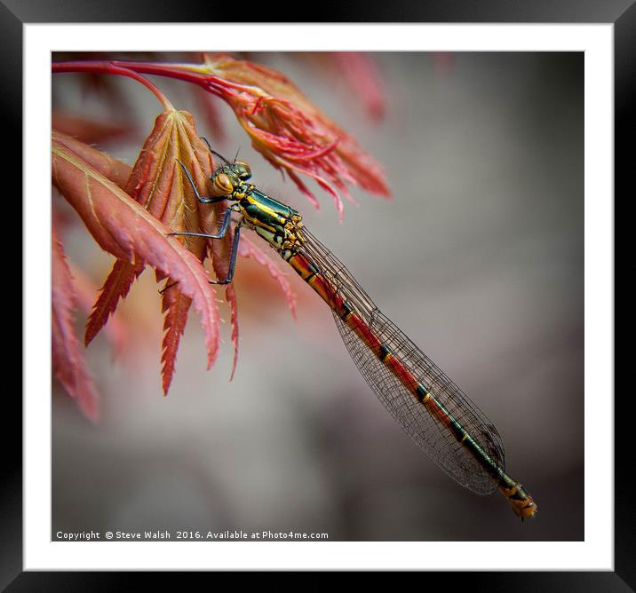 Red damsel fly Framed Mounted Print by Steve Walsh