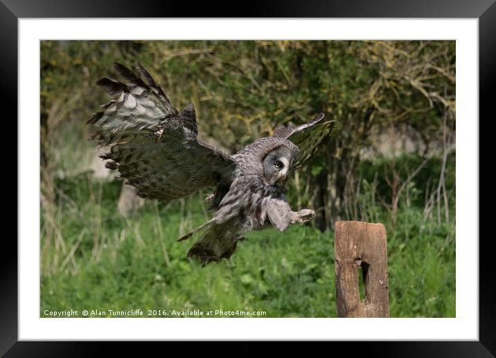 Flying great grey owl Framed Mounted Print by Alan Tunnicliffe