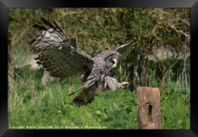 Flying great grey owl Framed Print by Alan Tunnicliffe