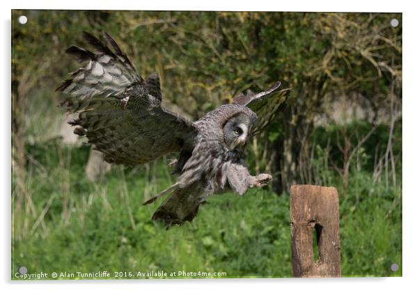 Flying great grey owl Acrylic by Alan Tunnicliffe