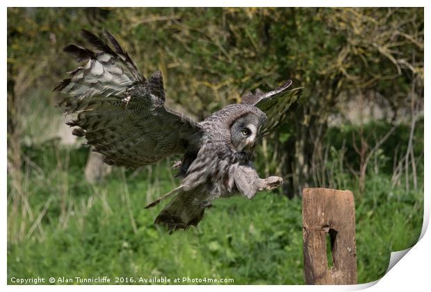Flying great grey owl Print by Alan Tunnicliffe