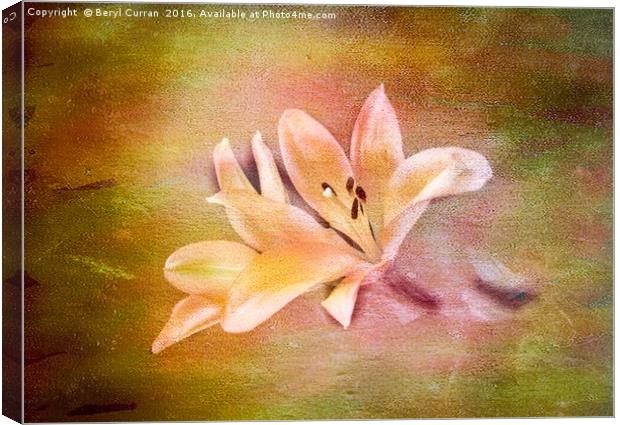 Scented Lilium at Chelsea Flower Show Canvas Print by Beryl Curran