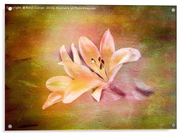 Scented Lilium at Chelsea Flower Show Acrylic by Beryl Curran