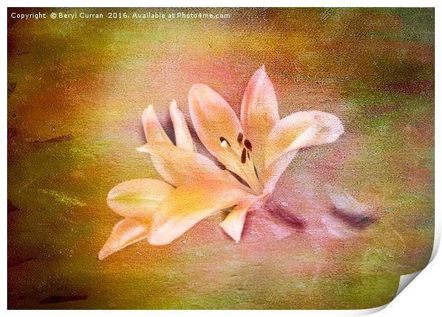 Scented Lilium at Chelsea Flower Show Print by Beryl Curran