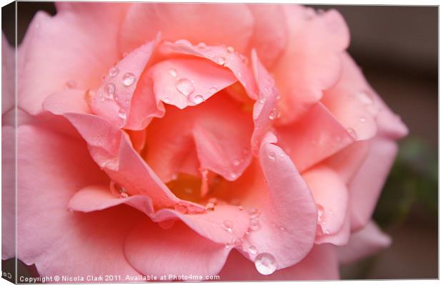 Pink Rose in Bloom Canvas Print by Nicola Clark