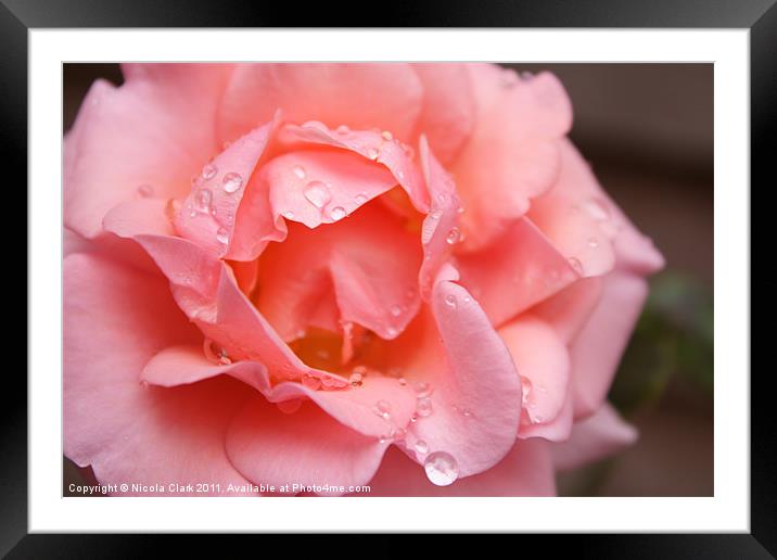 Pink Rose in Bloom Framed Mounted Print by Nicola Clark