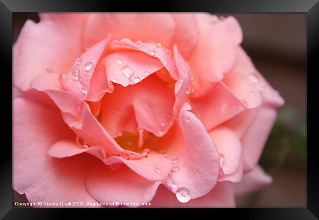Pink Rose in Bloom Framed Print by Nicola Clark