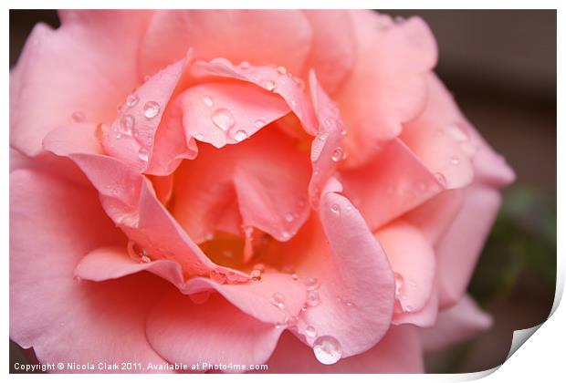 Pink Rose in Bloom Print by Nicola Clark