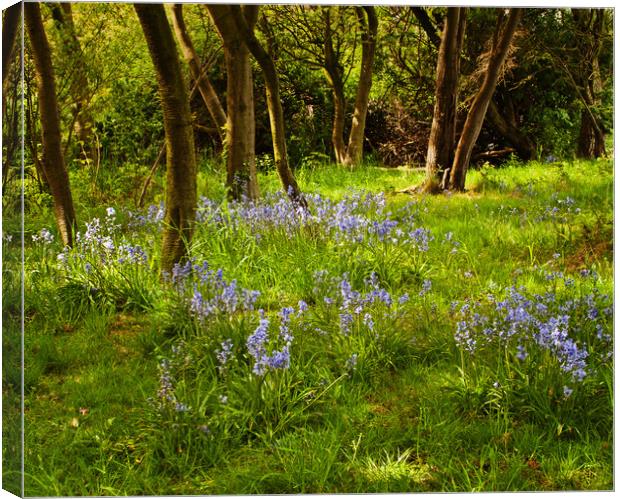 Spring in the Park Canvas Print by David McCulloch