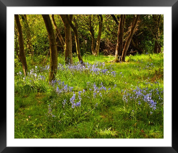 Spring in the Park Framed Mounted Print by David McCulloch