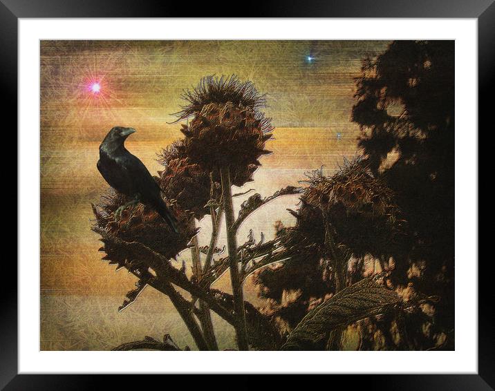 Raven's Rook. Framed Mounted Print by Heather Goodwin