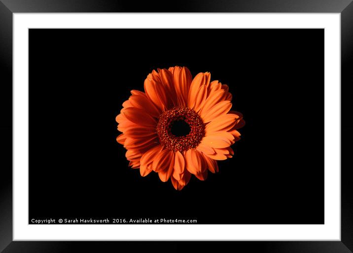 Orange Gerber Daisy on Black Background Framed Mounted Print by Sarah Hawksworth