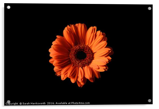 Orange Gerber Daisy on Black Background Acrylic by Sarah Hawksworth