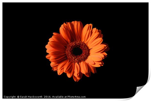 Orange Gerber Daisy on Black Background Print by Sarah Hawksworth