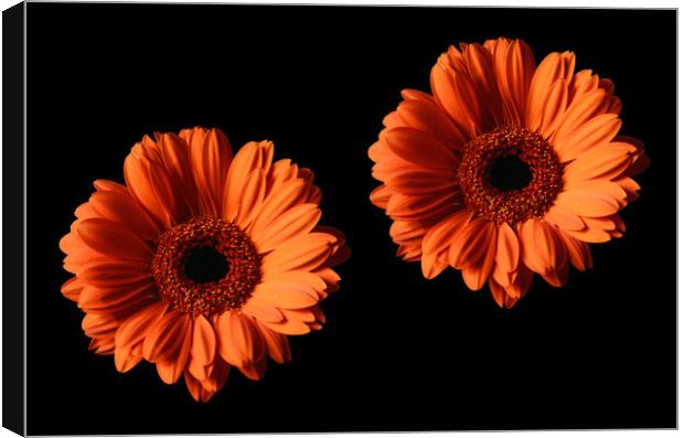Two Orange Gerber Daisies on Black Backgrounds Canvas Print by Sarah Hawksworth