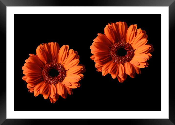 Two Orange Gerber Daisies on Black Backgrounds Framed Mounted Print by Sarah Hawksworth