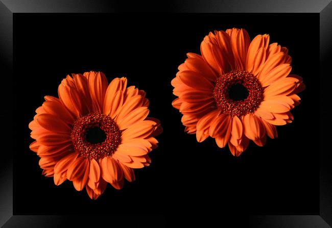 Two Orange Gerber Daisies on Black Backgrounds Framed Print by Sarah Hawksworth