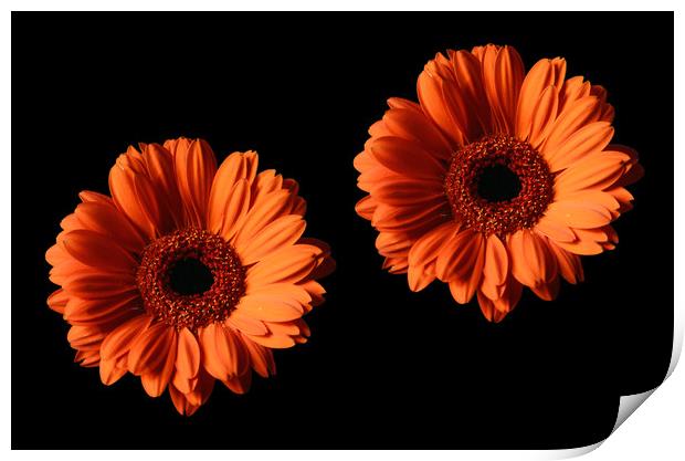 Two Orange Gerber Daisies on Black Backgrounds Print by Sarah Hawksworth