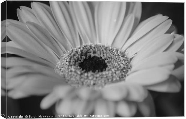 Black and White macro photograph of a Gerber Daisy Canvas Print by Sarah Hawksworth