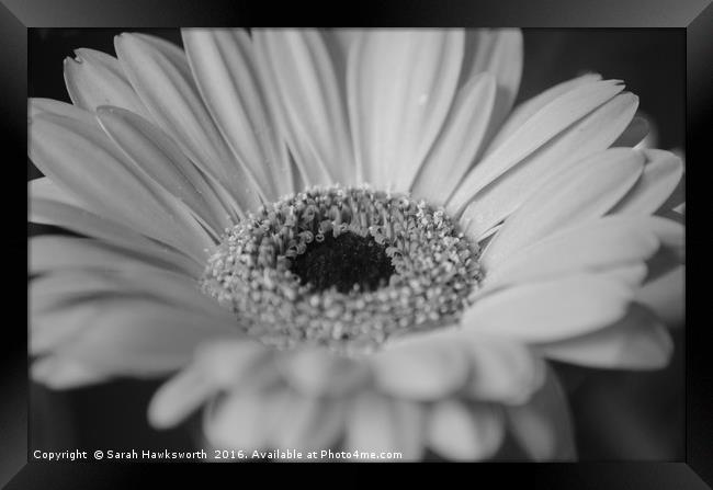 Black and White macro photograph of a Gerber Daisy Framed Print by Sarah Hawksworth