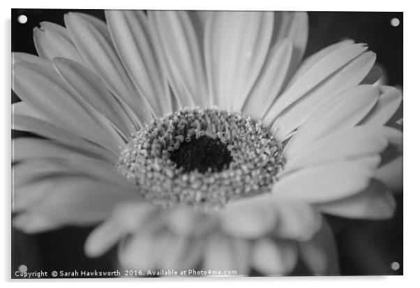 Black and White macro photograph of a Gerber Daisy Acrylic by Sarah Hawksworth
