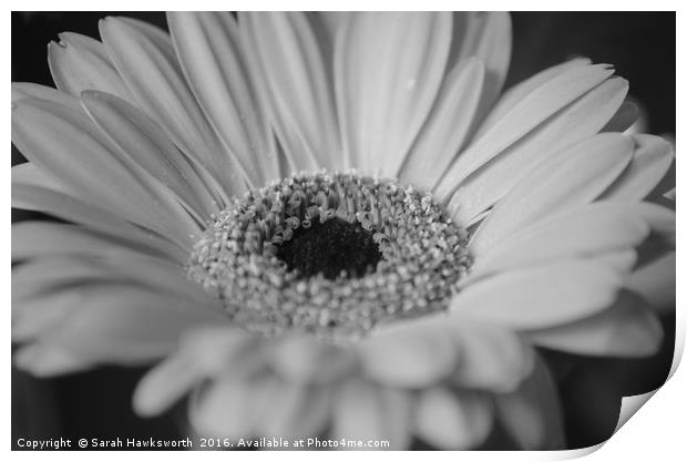 Black and White macro photograph of a Gerber Daisy Print by Sarah Hawksworth