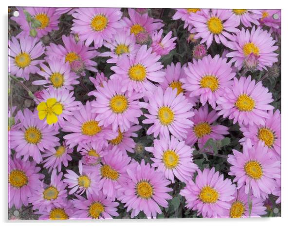 Colorado Tansy Aster Acrylic by JUDY LACEFIELD