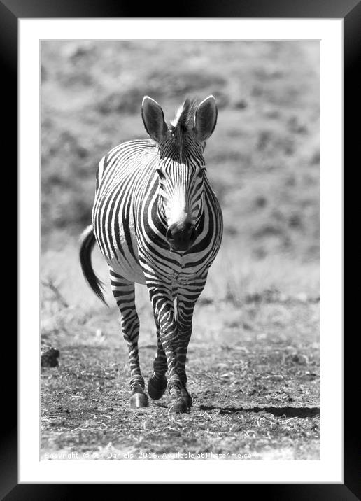 Walking Zebra Framed Mounted Print by Karl Daniels