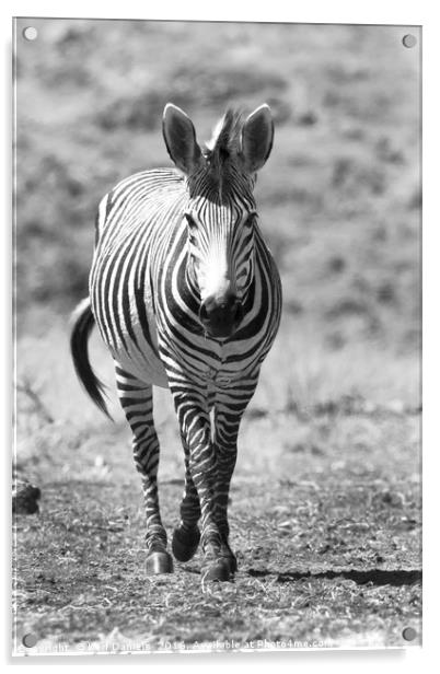 Walking Zebra Acrylic by Karl Daniels