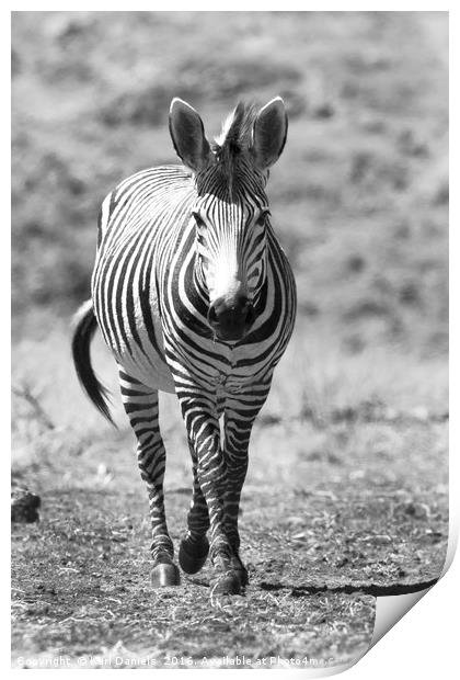 Walking Zebra Print by Karl Daniels
