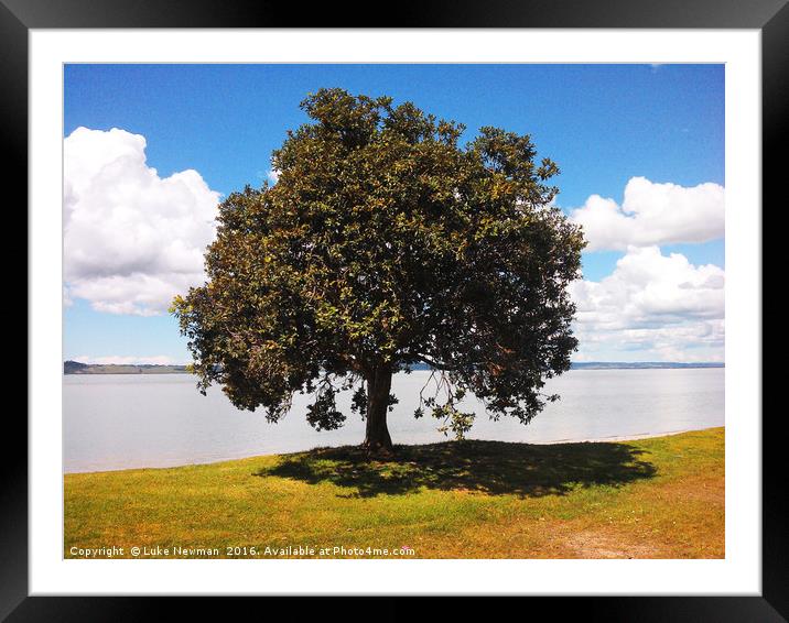 New Zealand Tree Framed Mounted Print by Luke Newman