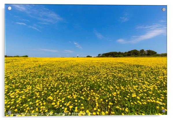 Beautiful field of Buttercups Acrylic by Tim Woolcock